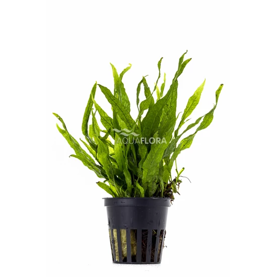 Microsorum pteropus 'Petite' - PE kosaras