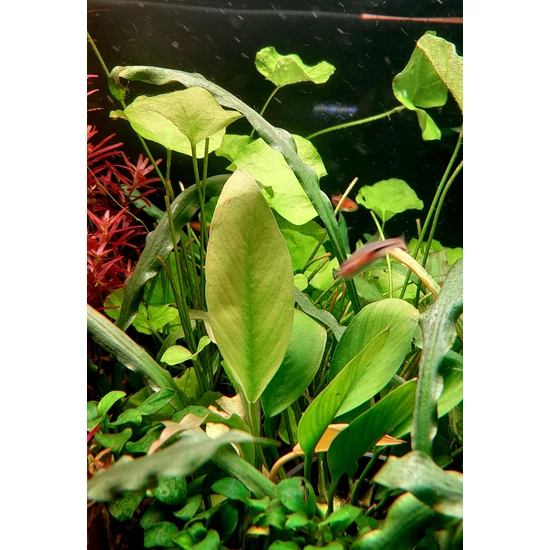 Anubias barteri var. Congoensis