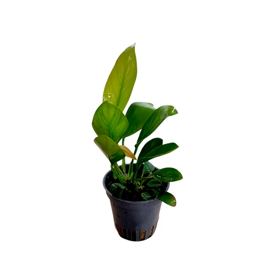 Anubias barteri var. Congoensis