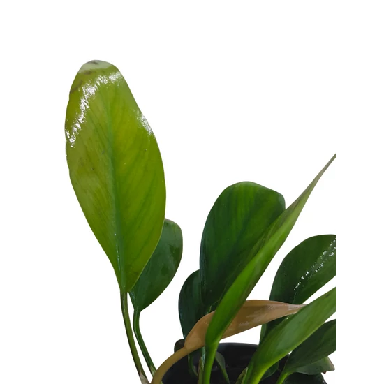 Anubias barteri var. Congoensis