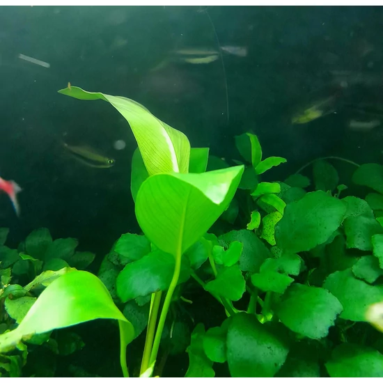 Anubias gilletii