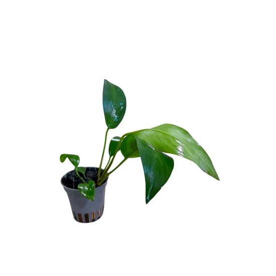 Anubias gilletii