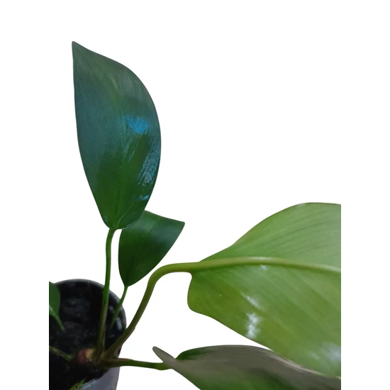 Anubias gilletii