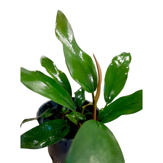 Anubias barteri var. Glabra