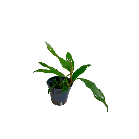Anubias barteri var. Glabra