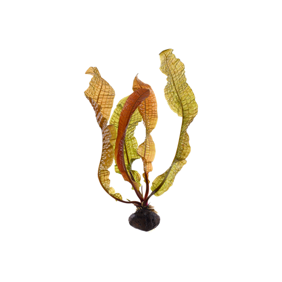 Tropica Aponogeton boivinianus bulbs