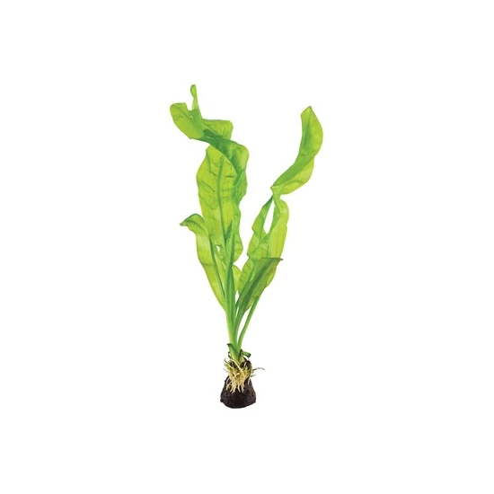 Tropica Aponogeton ulvaceus bulbs