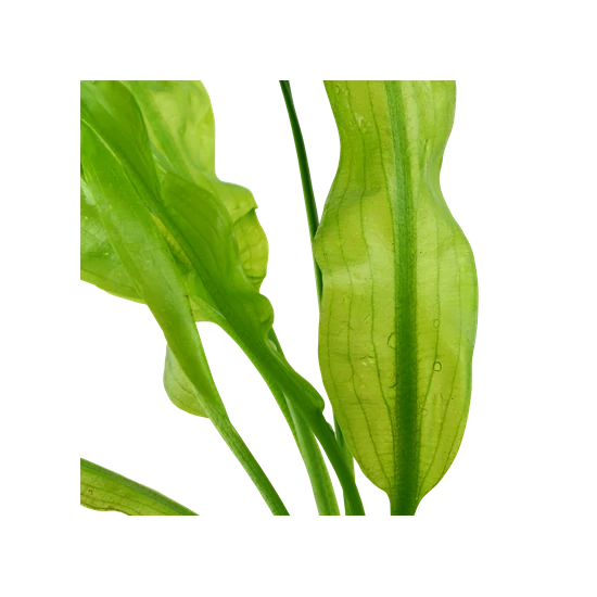 Tropica Aponogeton ulvaceus bulbs