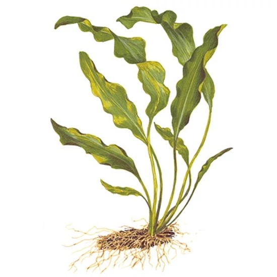 Tropica Aponogeton ulvaceus bulbs