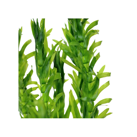 Tropica Egeria densa kerámia gyűrűben