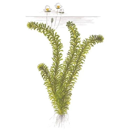 Tropica Egeria densa kerámia gyűrűben