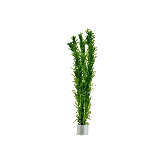 Tropica Egeria densa kerámia gyűrűben