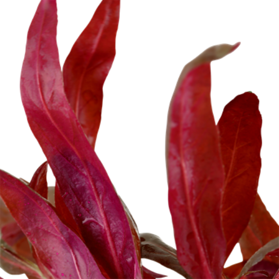 Tropica Alternanthera reineckii 'Pink' XL kosaras