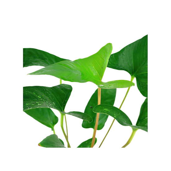 Tropica Anubias gracilis kosaras