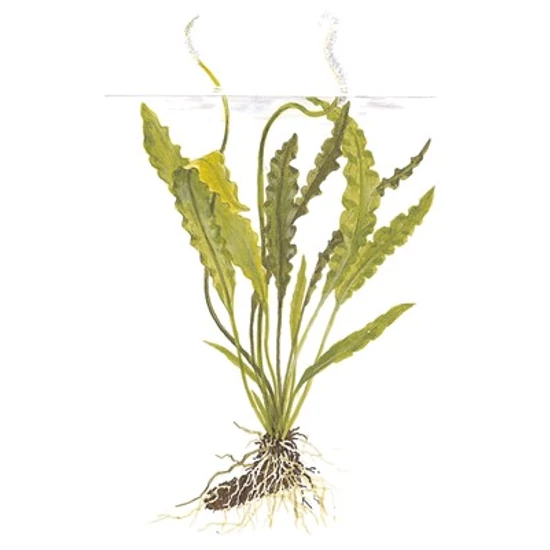 Tropica Aponogeton crispus kosaras