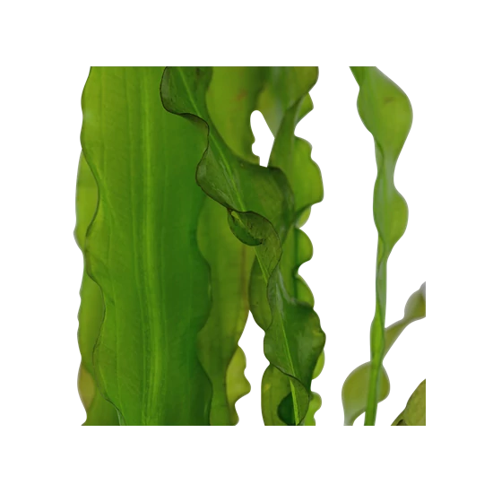 Tropica Aponogeton crispus kosaras