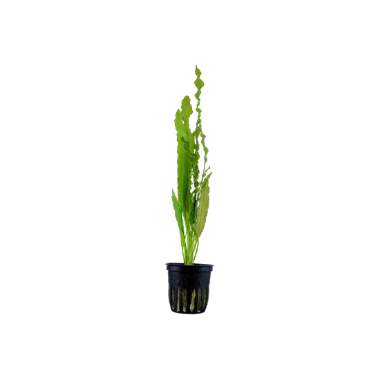 Tropica Aponogeton crispus kosaras