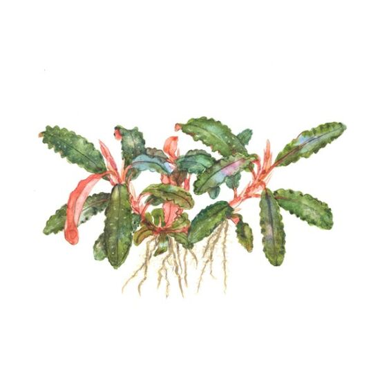 Tropica Bucephalandra sp. 'Red' kosaras