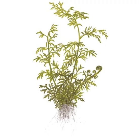 Tropica Ceratopteris thalictroides kosaras