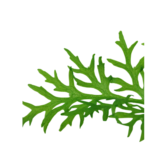 Tropica Ceratopteris thalictroides kosaras