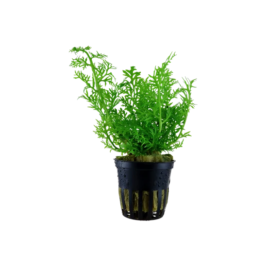 Tropica Ceratopteris thalictroides kosaras