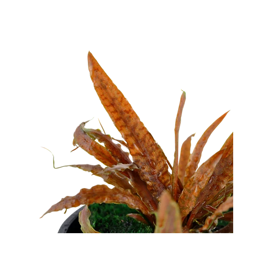 Tropica Cryptocoryne albida 'Brown' kosaras