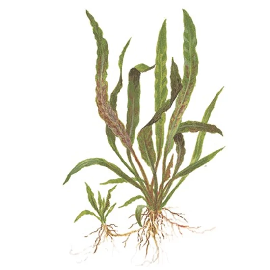 Tropica Cryptocoryne albida 'Brown' kosaras