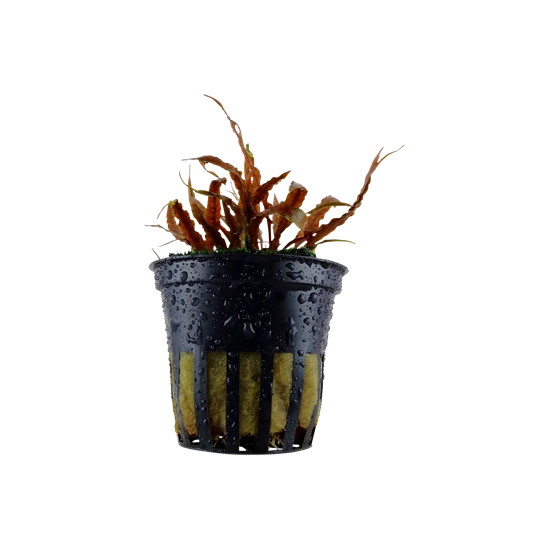 Tropica Cryptocoryne albida 'Brown' kosaras