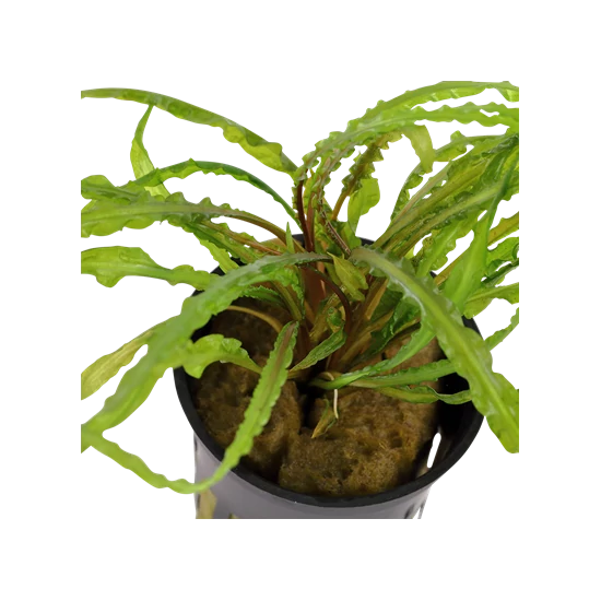 Tropica Cryptocoryne crispatula kosaras