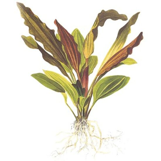 Tropica Echinodorus 'Rosé' kosaras
