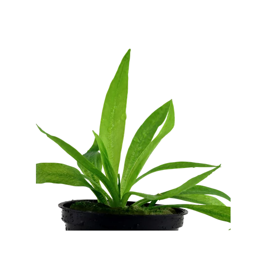 Tropica Helanthium 'Quadricostatus' kosaras