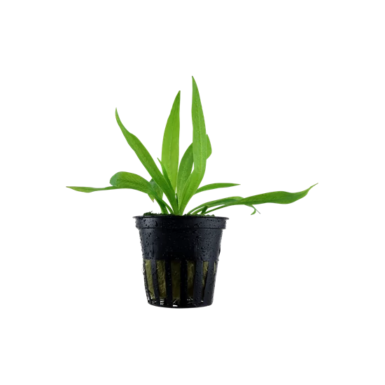 Tropica Helanthium 'Quadricostatus' kosaras