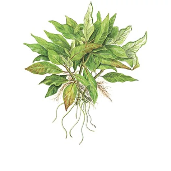 Tropica Hygrophila 'Compact' kosaras