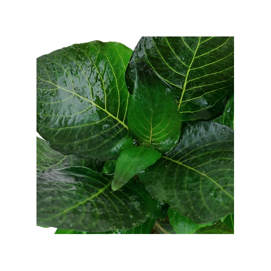 Tropica Hygrophila 'Compact' kosaras