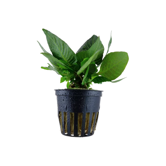 Tropica Hygrophila 'Compact' kosaras