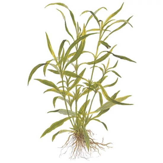 Tropica Hygrophila costata kosaras