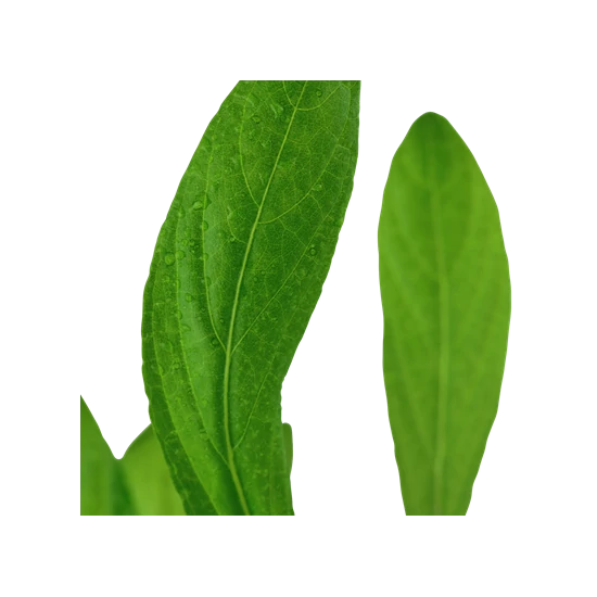 Tropica Hygrophila costata kosaras