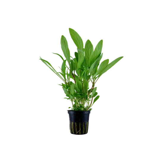 Tropica Hygrophila costata kosaras