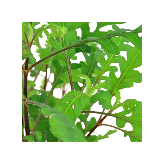 Tropica Hygrophila pinnatifida kosaras