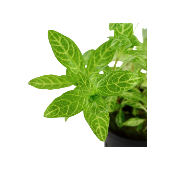 Tropica Hygrophila polysperma 'Rosanervig' kosaras