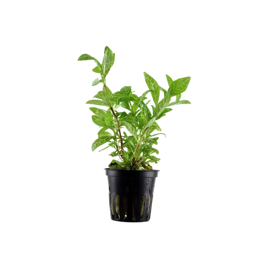 Tropica Hygrophila polysperma 'Rosanervig' kosaras