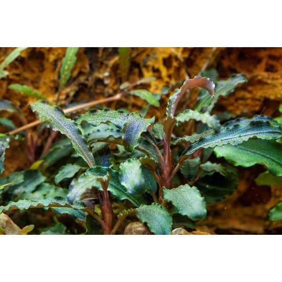 Tropica Bucephalandra 'Kedagang' kosaras