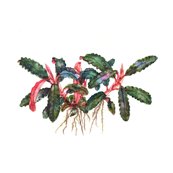 Tropica Bucephalandra 'Kedagang' kosaras