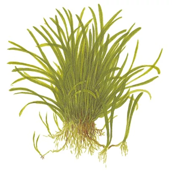 Tropica Lilaeopsis brasiliensis kosaras
