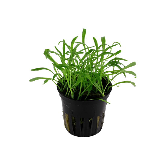 Tropica Lilaeopsis brasiliensis kosaras