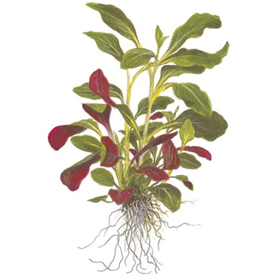 Tropica Lobelia cardinalis kosaras