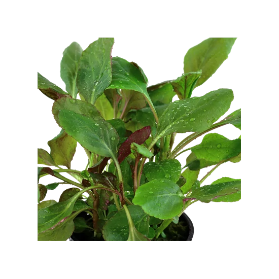 Tropica Lobelia cardinalis kosaras