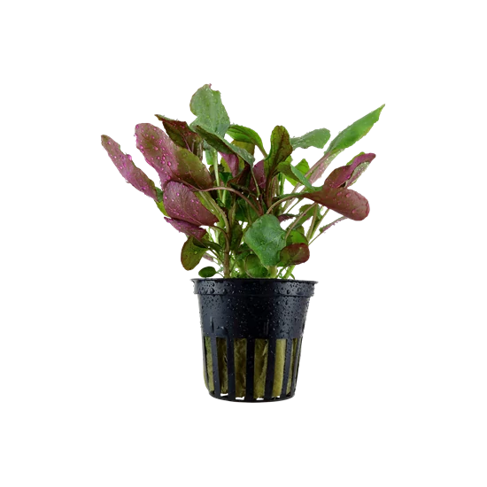 Tropica Lobelia cardinalis kosaras