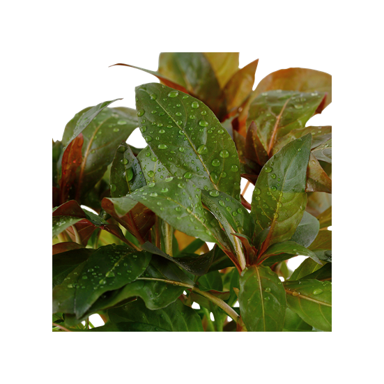 Tropica Ludwigia glandulosa kosaras