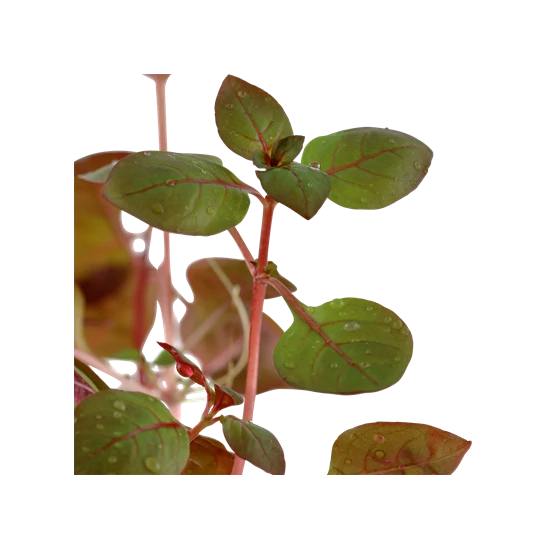 Tropica Ludwigia palustris 'super red' kosaras